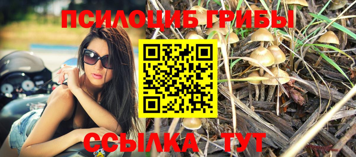 Галлюциногенные грибы Psilocybine cubensis  закладка  Серов  Вход с VPN 